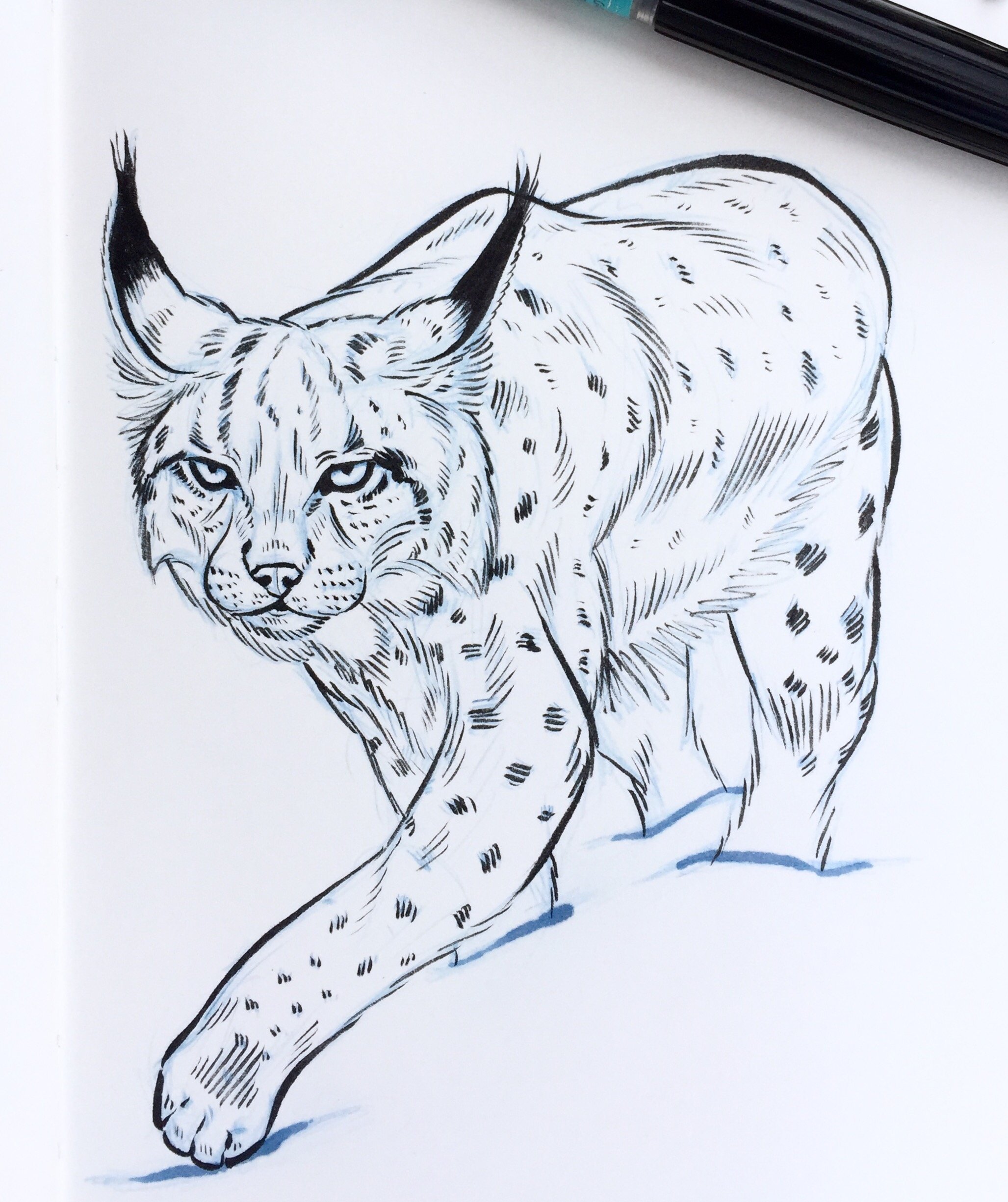 Как нарисовать леопарда карандашом — учимся вместе