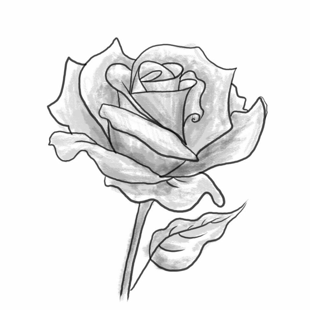 Легкий эскиз карандашом. Розы для срисовывания. Картинки для срисовки розы.