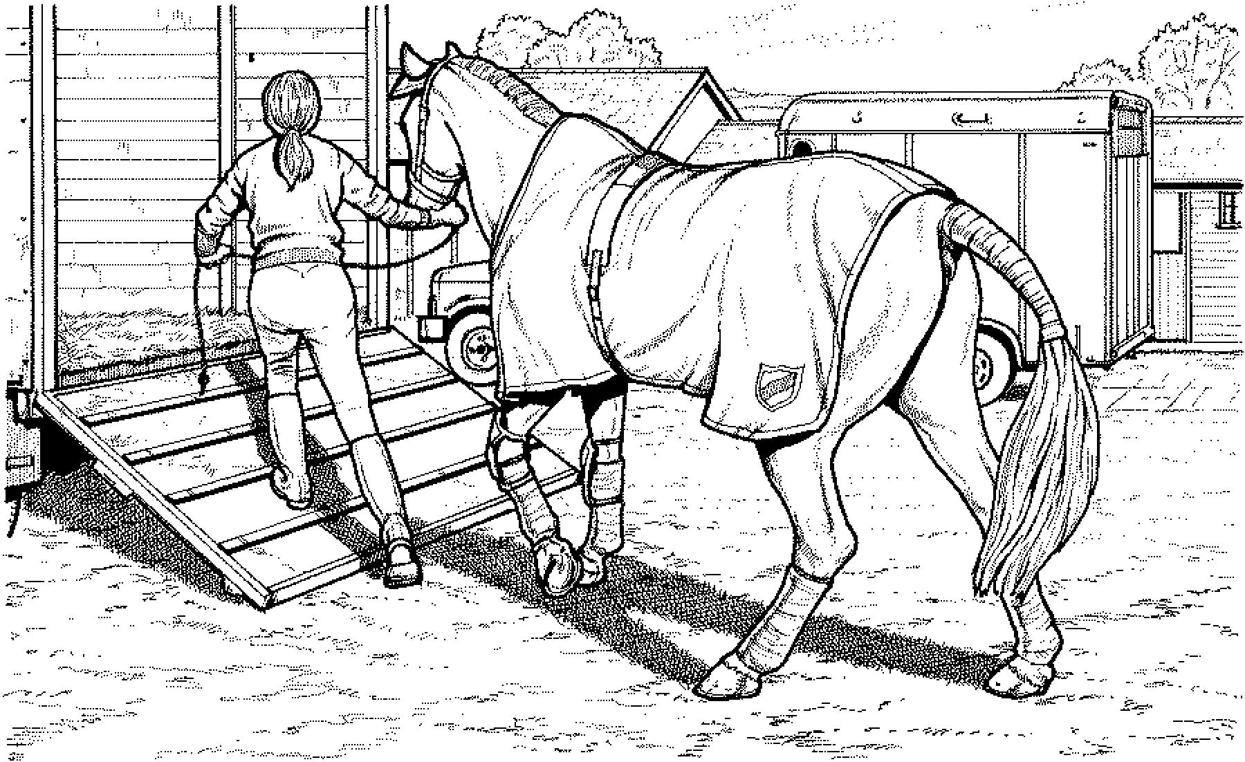 Я пошел в конюшню. Раскраска лошади в конюшне. Раскраски лошади конкур. Раскраска лошади в стойле. Раскраска лошадь с наездником.