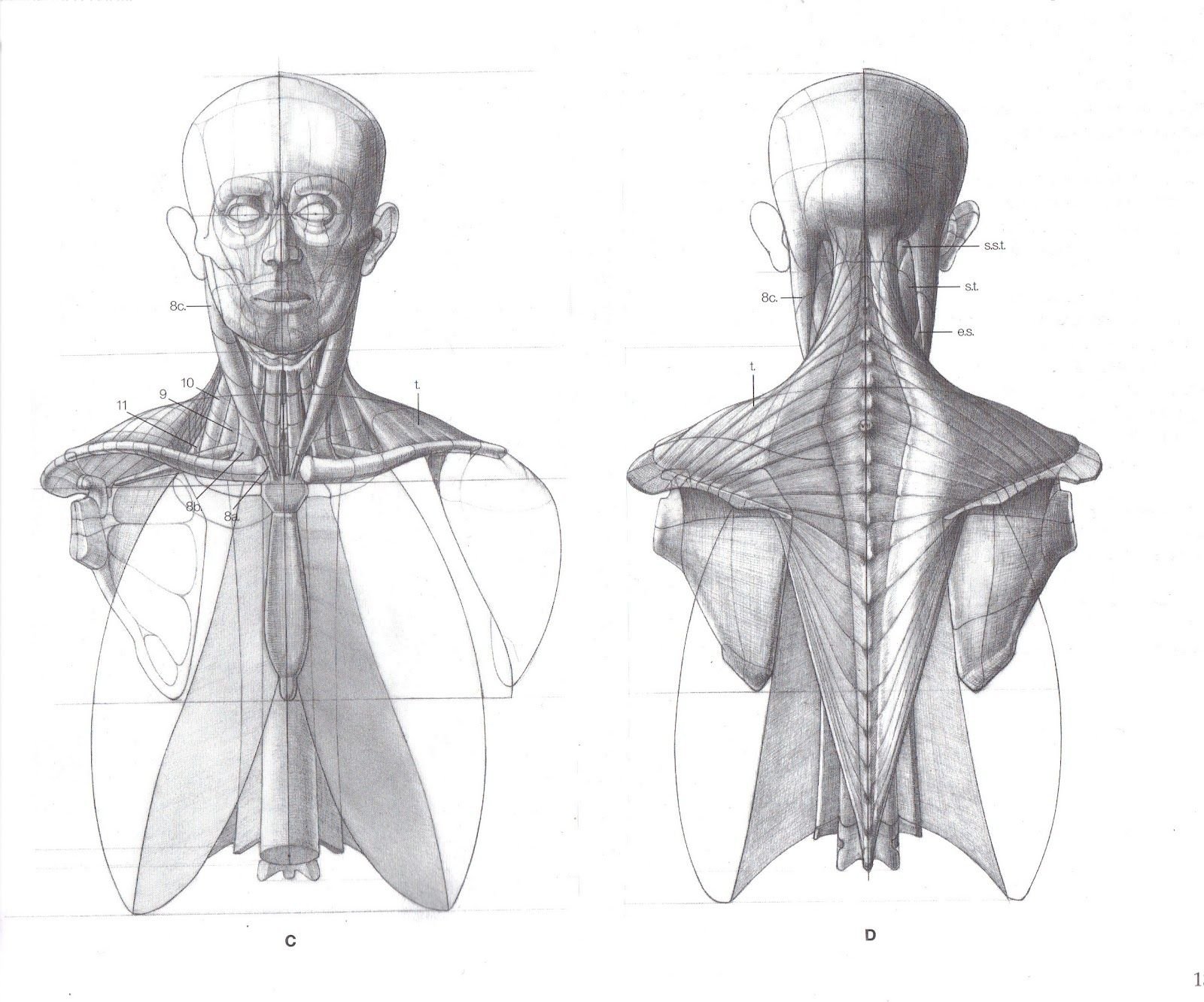 Neck anatomy