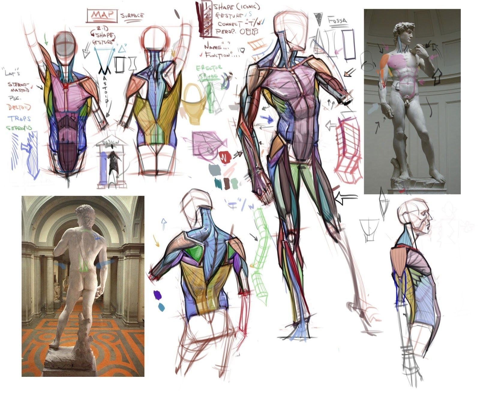 Анатомия твц. Анатомия человека мышцы референс. Мышцы тела человека референс. Анатомия человека референс для художников.