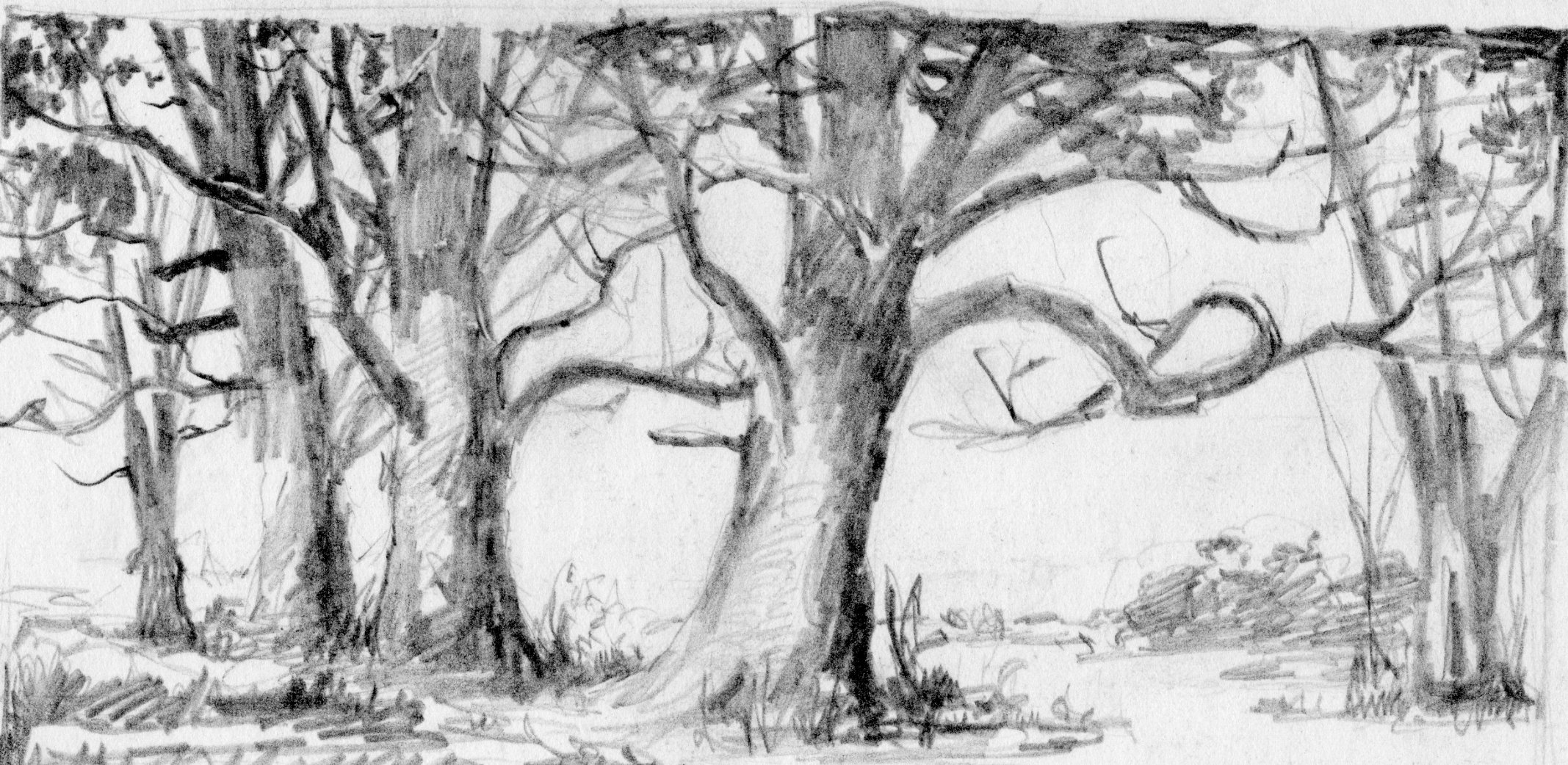 Лес карандашом легко. Пейзаж леса карандашом. Зарисовки деревьев карандашом. Рисунок леса для срисовки. Лес набросок.