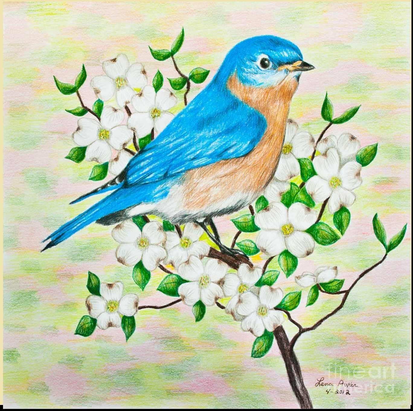 Весенние птицы рисунок. Птица рисунок. Рисунки птиц цветными карандашами. Рисунки весны для срисовки.