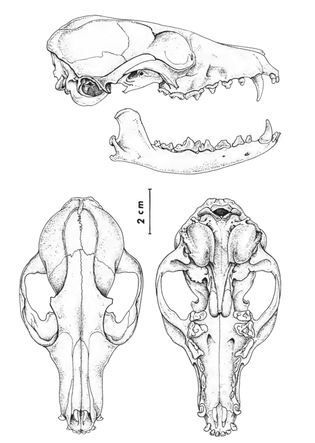 Череп лисы рисунок