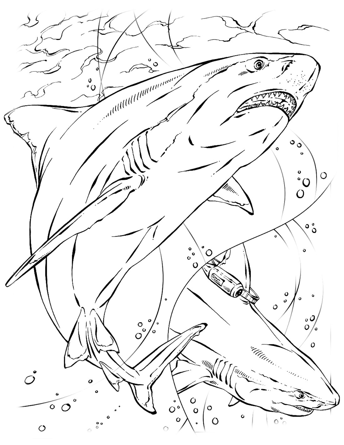 Раскраска для мальчиков акула
