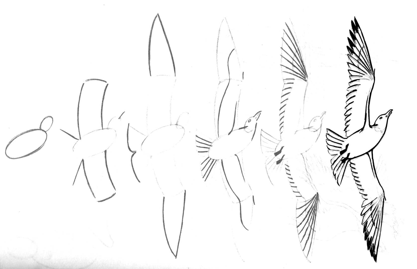 Рисунок птиц карандашом легкие. Птица рисунок. Рисунки карандашом легкие. Рисунки птиц для срисовки. Поэтапное рисование птиц.