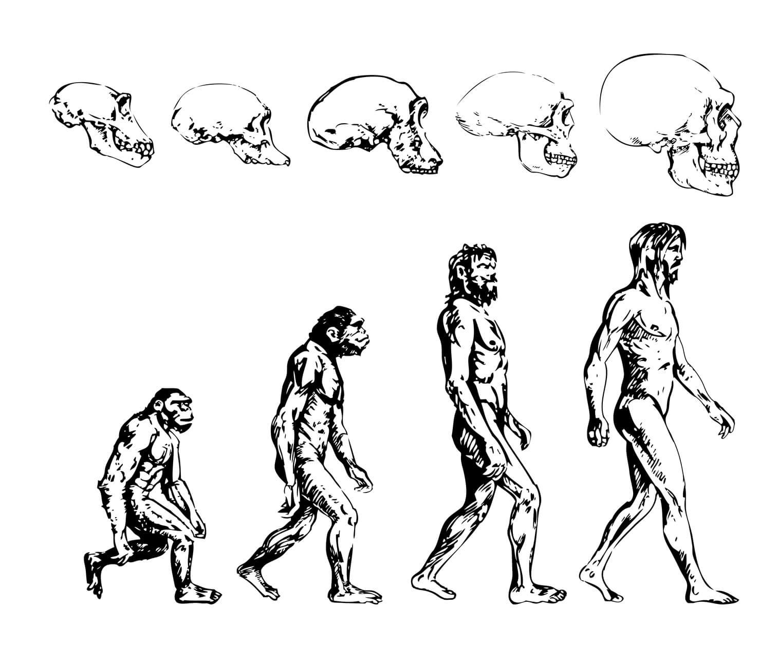 Культура эволюции человека. Эволюция человека хомо сапиенс. Эволюция человека Антропогенез. Человек Эволюция и антропология. Эволюция человека рисунок.