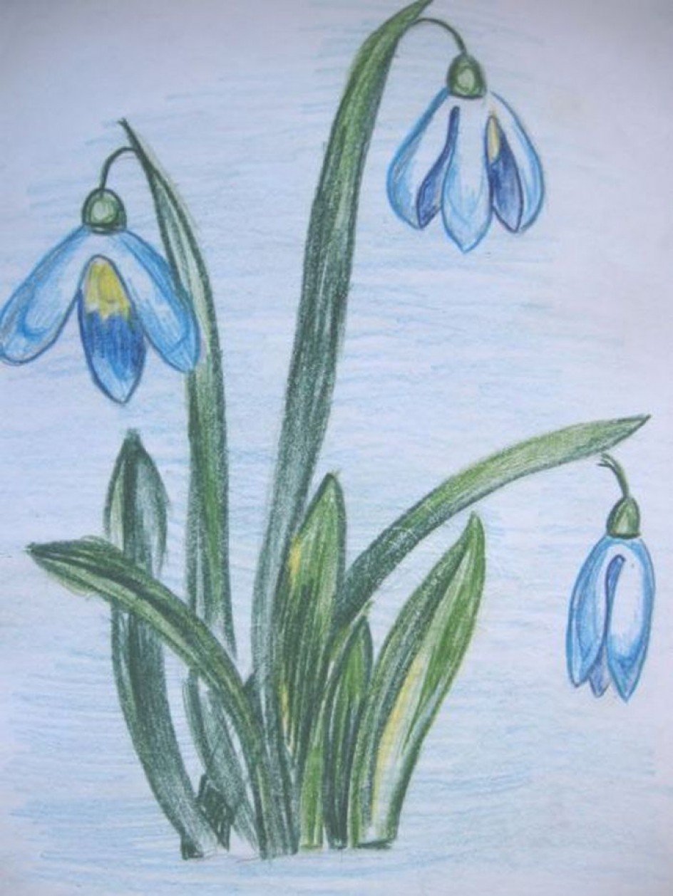 Первоцветы рисунок для детей. Подснежники рисунок. Рисование весенних цветов. Рисование первых весенних цветов. Весенние цветы карандашом.