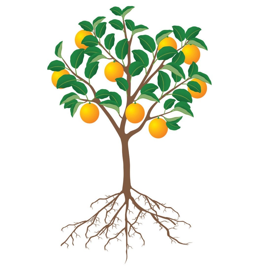 Апельсиновое дерево корни