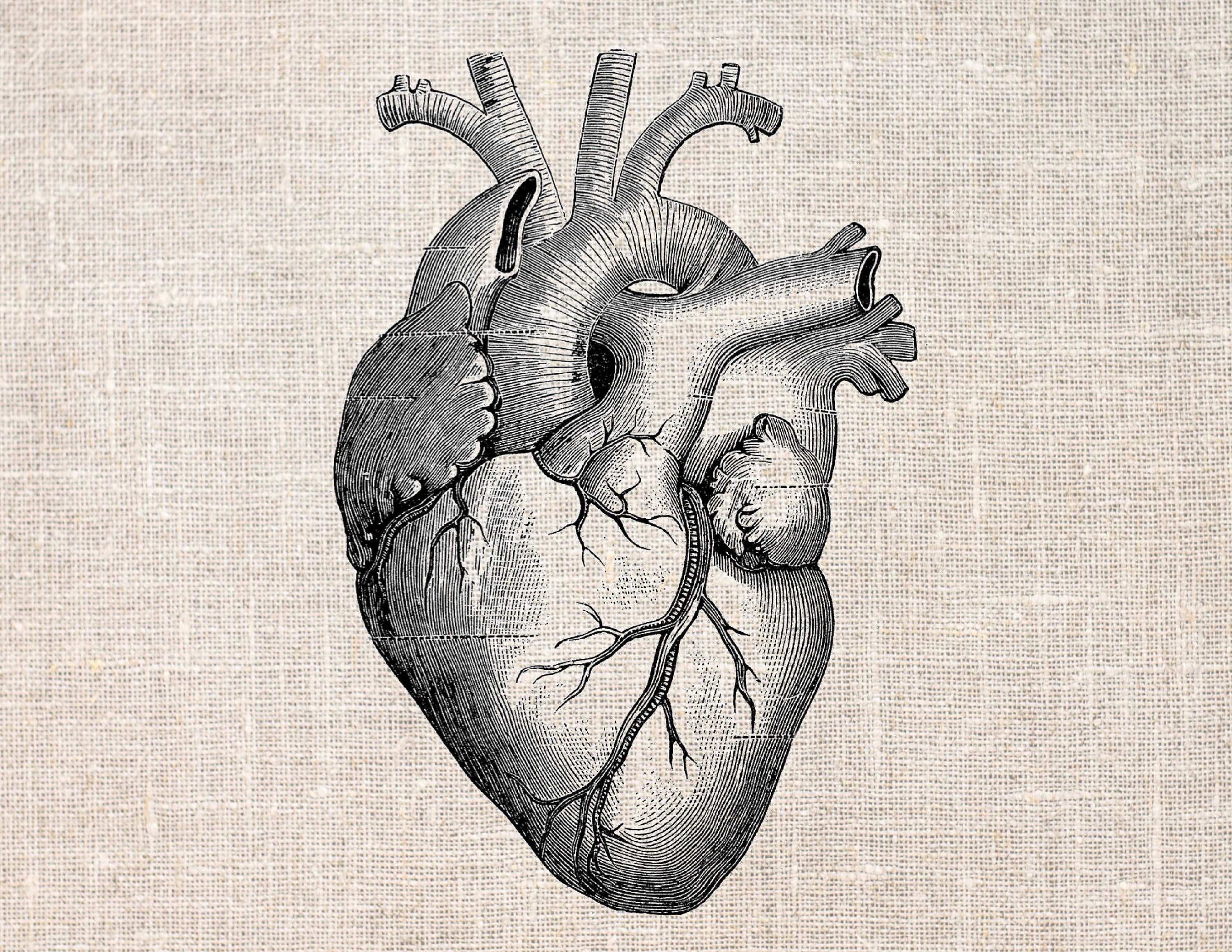 Орган сердце человека рисунок. Сердце анатомия референс. Анатомическое сердце рисунок.