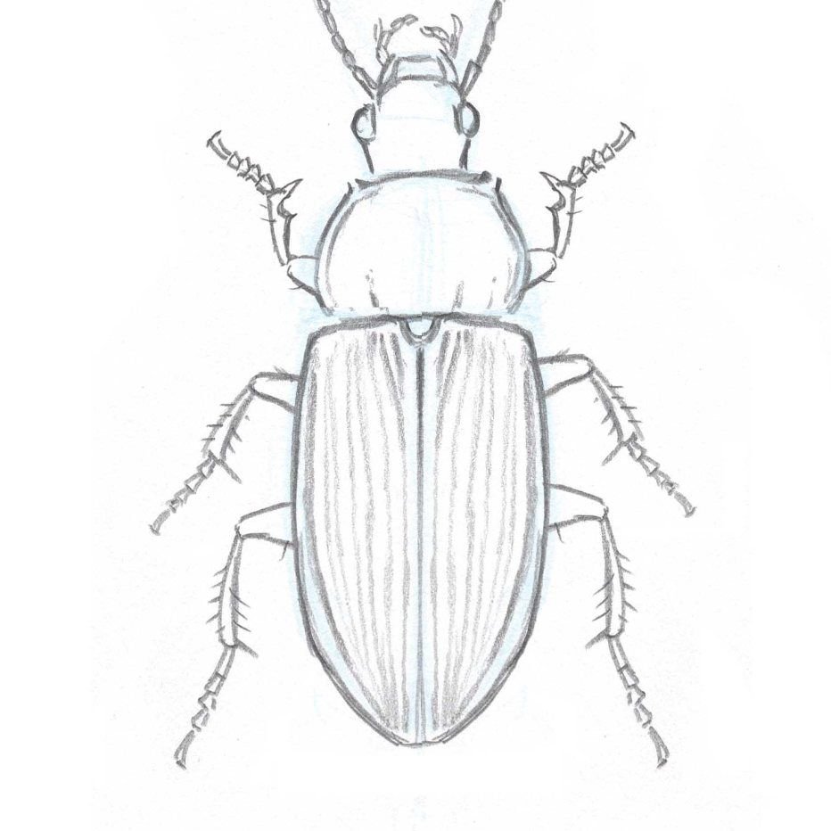 Жук рисунок карандашом
