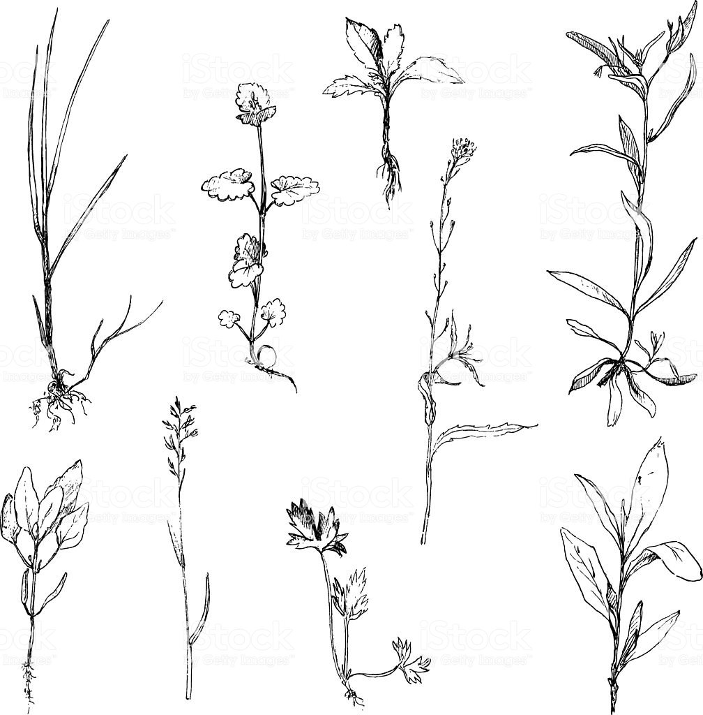 Зарисовки разных растений