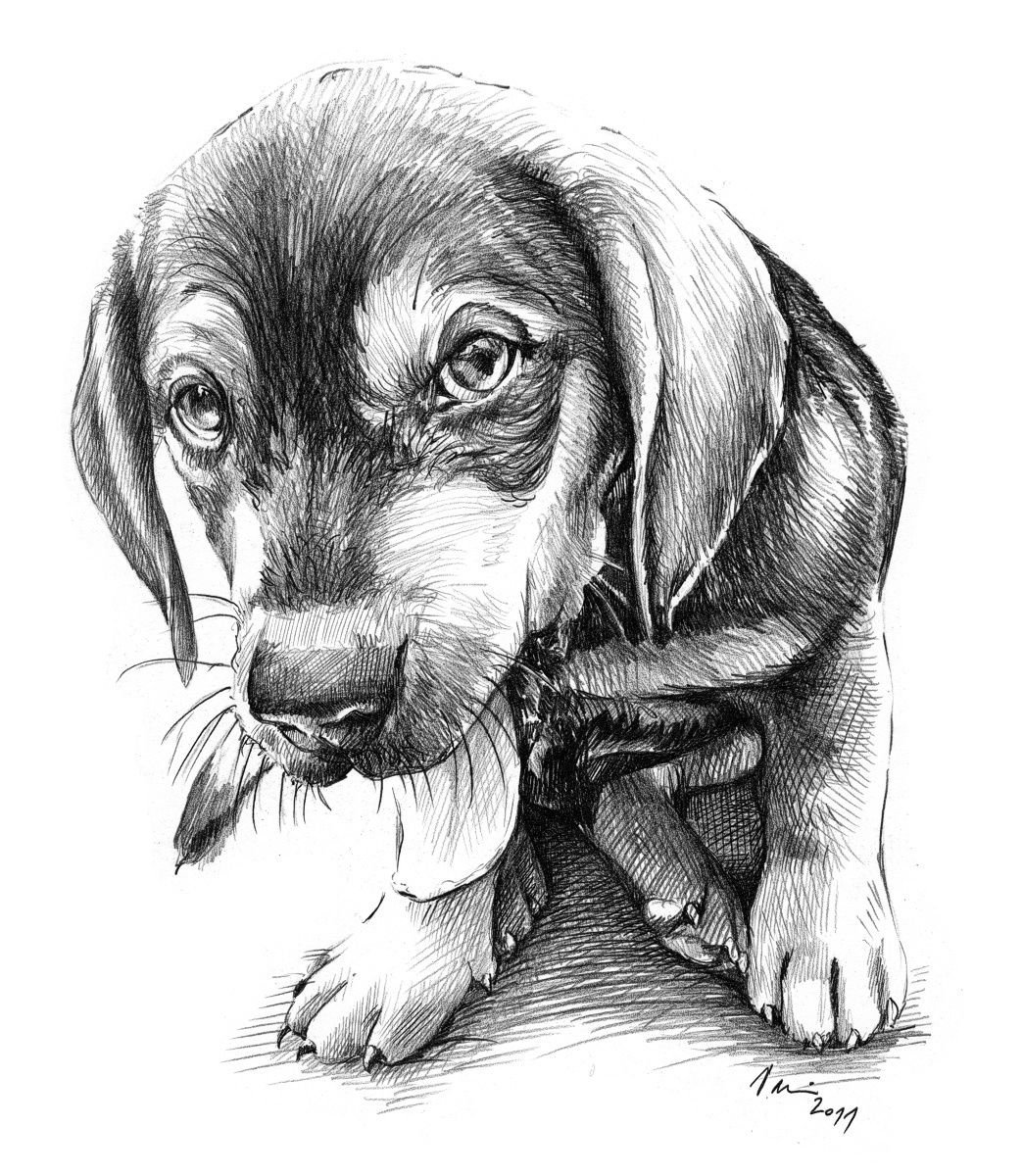 Рисунок собаки графика. Рисунки животных карандашом. Скетчи животных. Наброски собак. Собака рисунок.