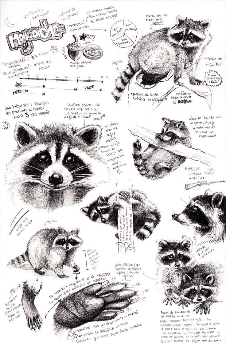 Строение головы енота