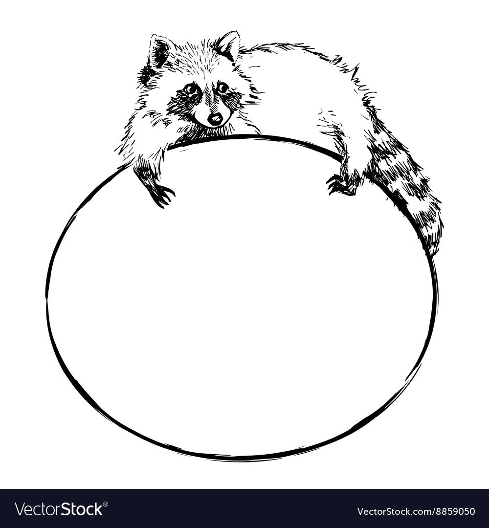 Енот лежит рисунок