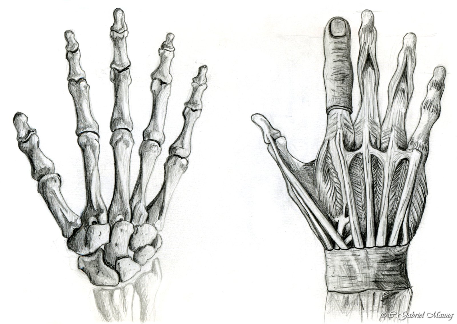 Развить кисти рук. Скелет человека кисть референс. Анатомия скелета кисти человека. Кости запястья анатомия человека. Кости кисти руки человека референс.