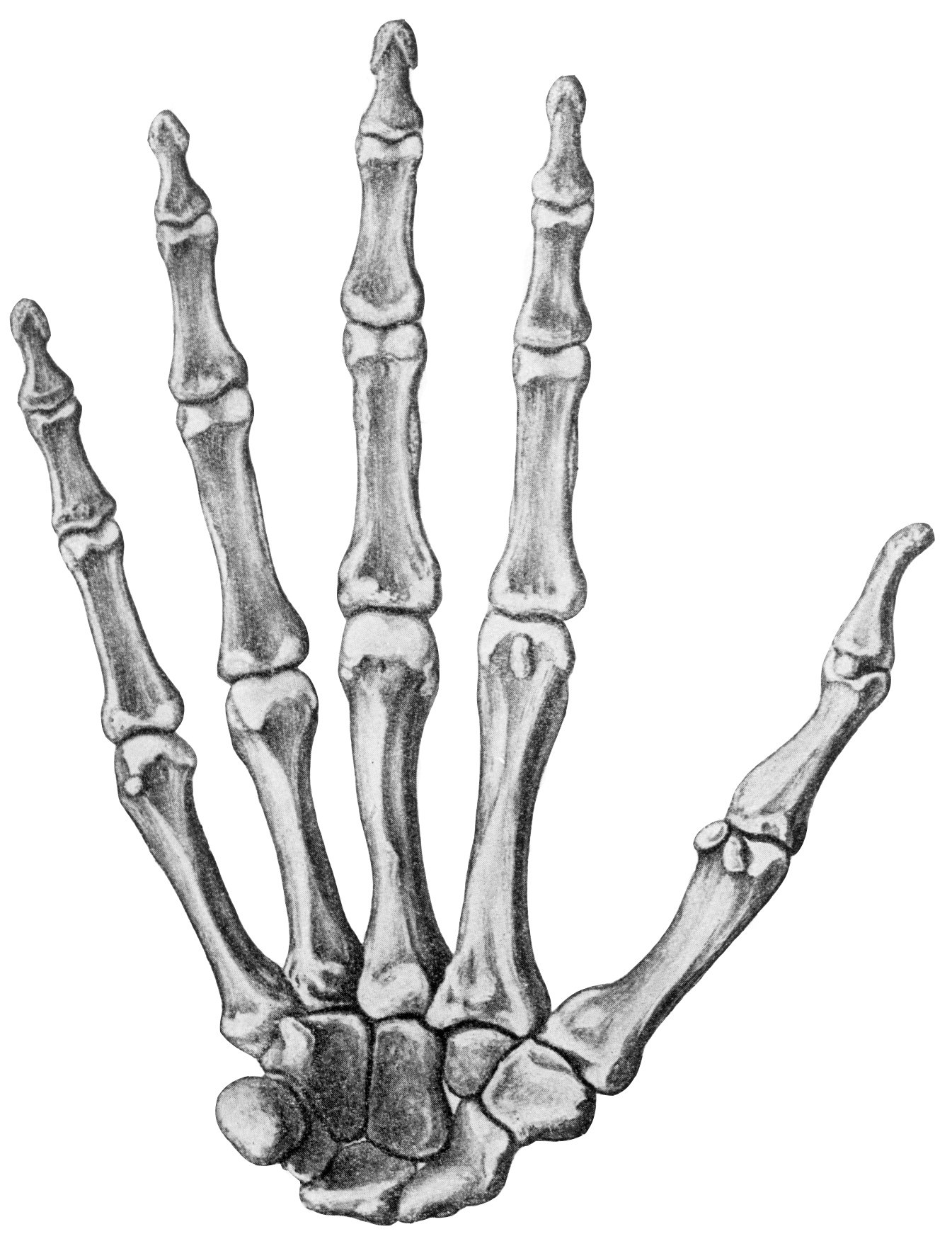 Поверхность скелета. Кости кисти Лодочная поверхность. Кости запястья Синельников анатомия. Кости кисти руки человека анатомия. Скелет кисти ладонная поверхность.