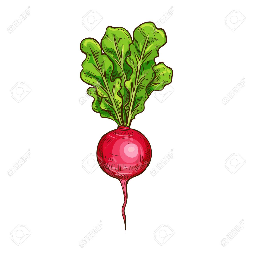 Редиска без фона для фотошопа