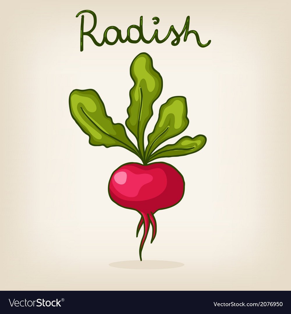 Редис Ботаническая иллюстрация