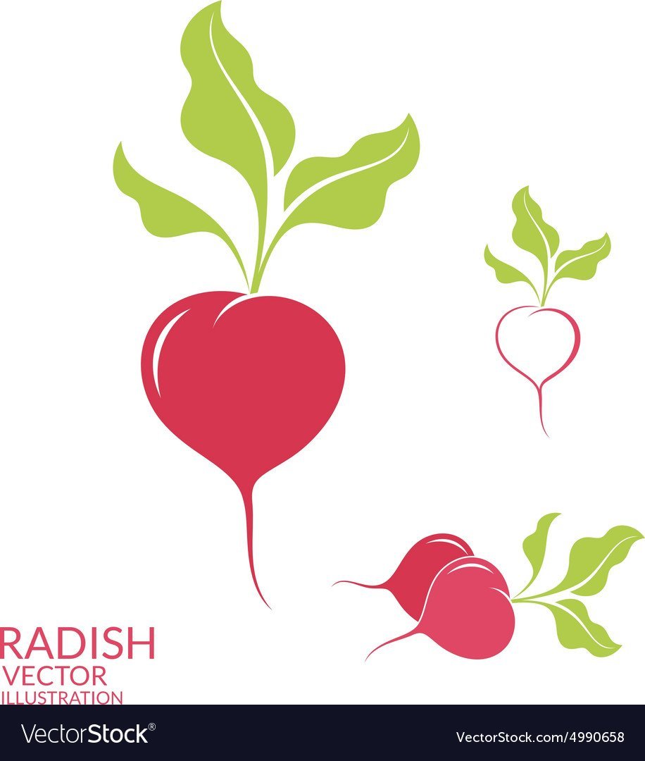 Редька и редис вектор