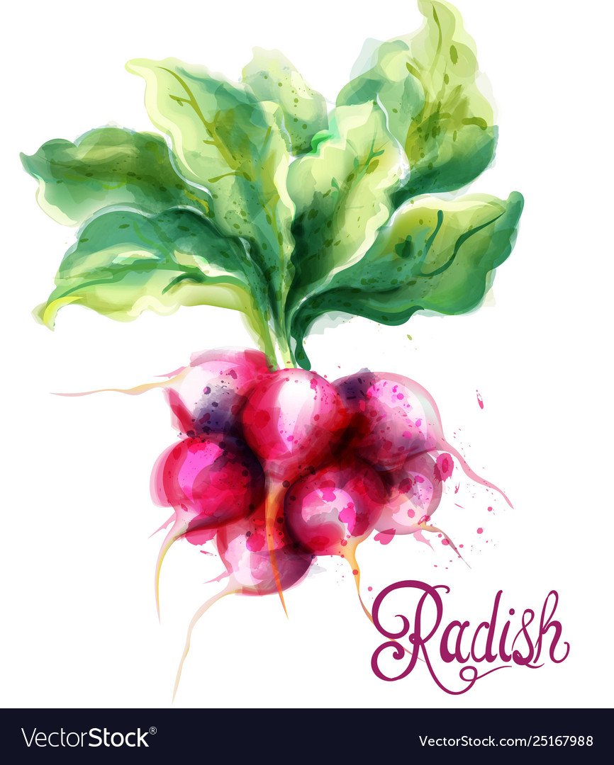 Редиска в земле рисунок