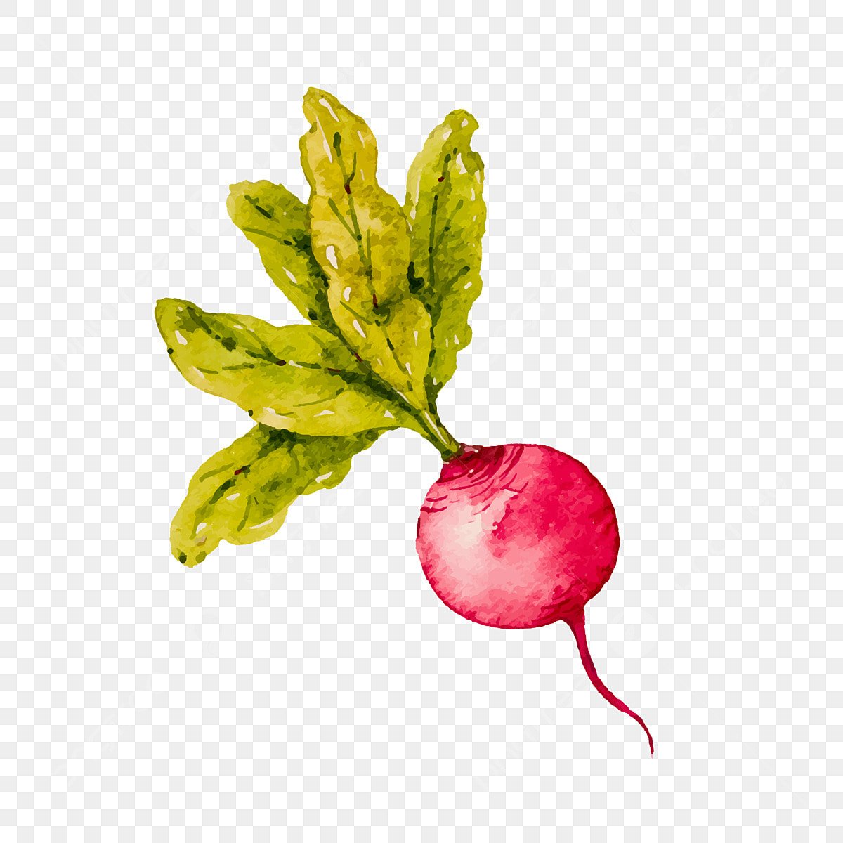 Свекла трафарет для детей