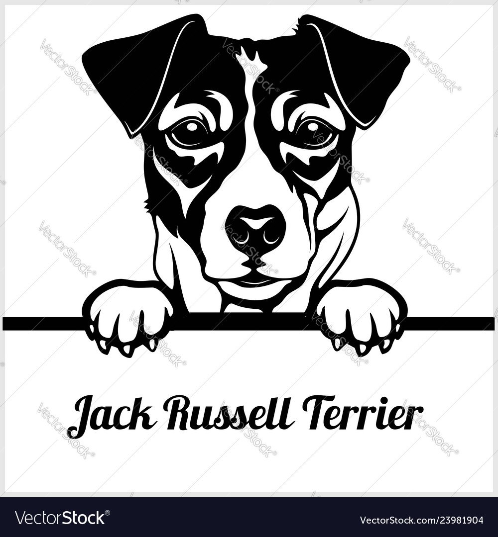 Джек Рассел вектор чб