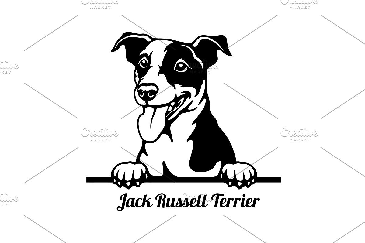 Чем отличается Джек Рассел терьер от Парсон Рассел терьера