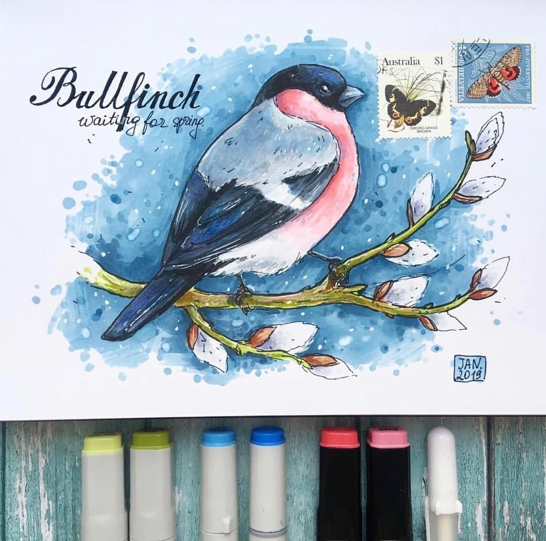 Обыкновенная лазоревка рисунок