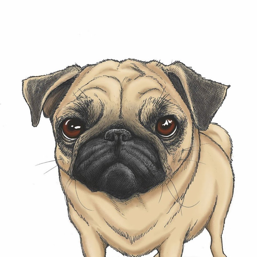 Мопс рисунок карандашом - 78 фото
