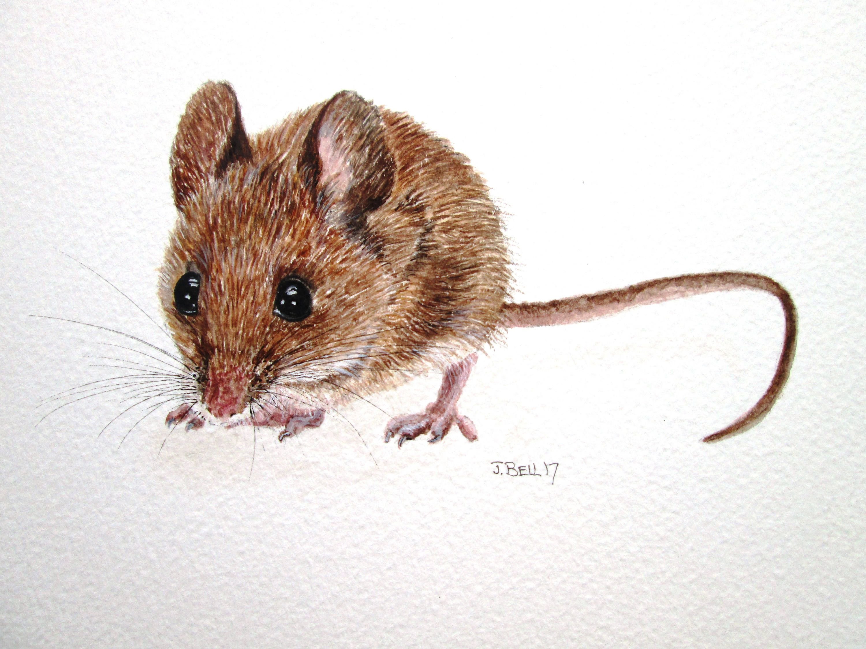 Рис мыши. Мышь полевка. Акварельные мыши. Домовая мышь. Мышка рисунок.