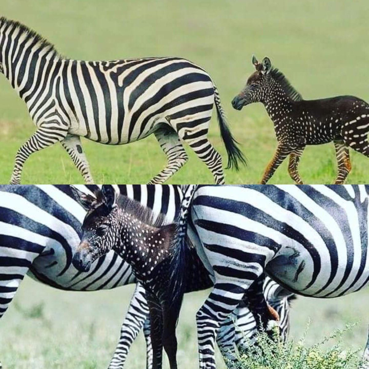 Литтл Зебра