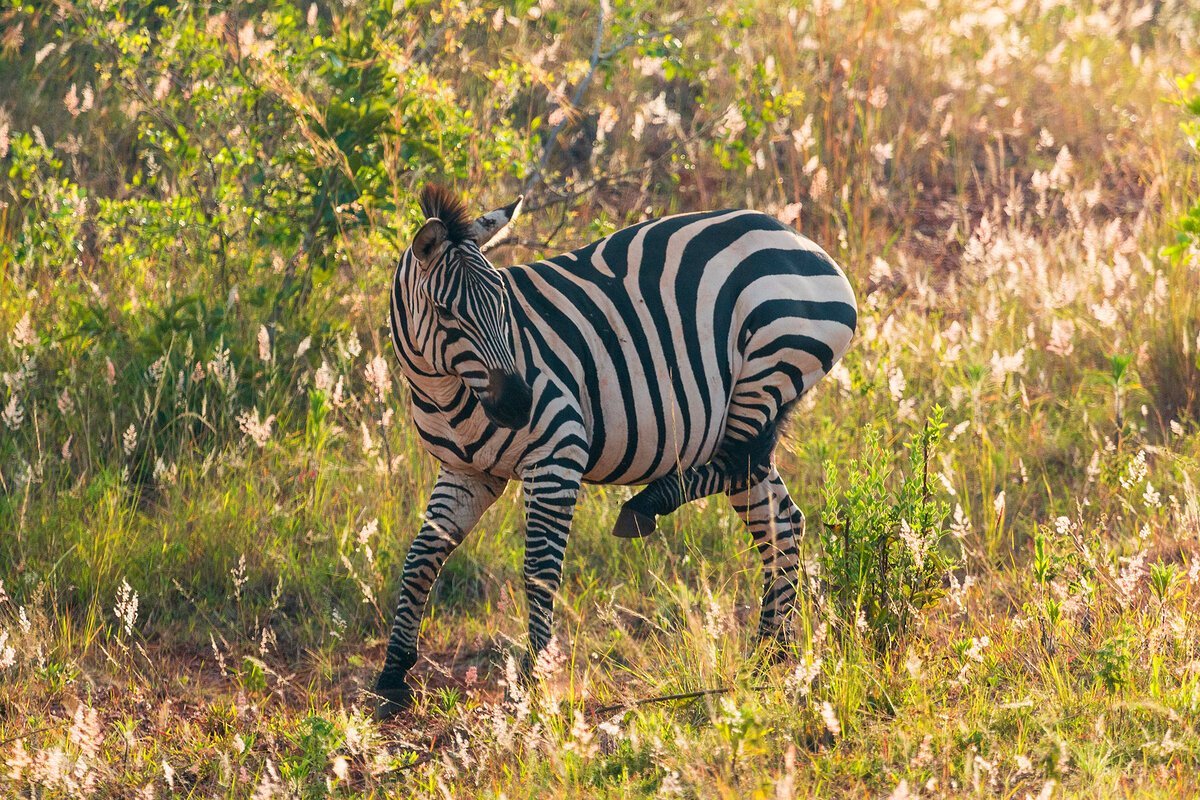 Зебра лежит