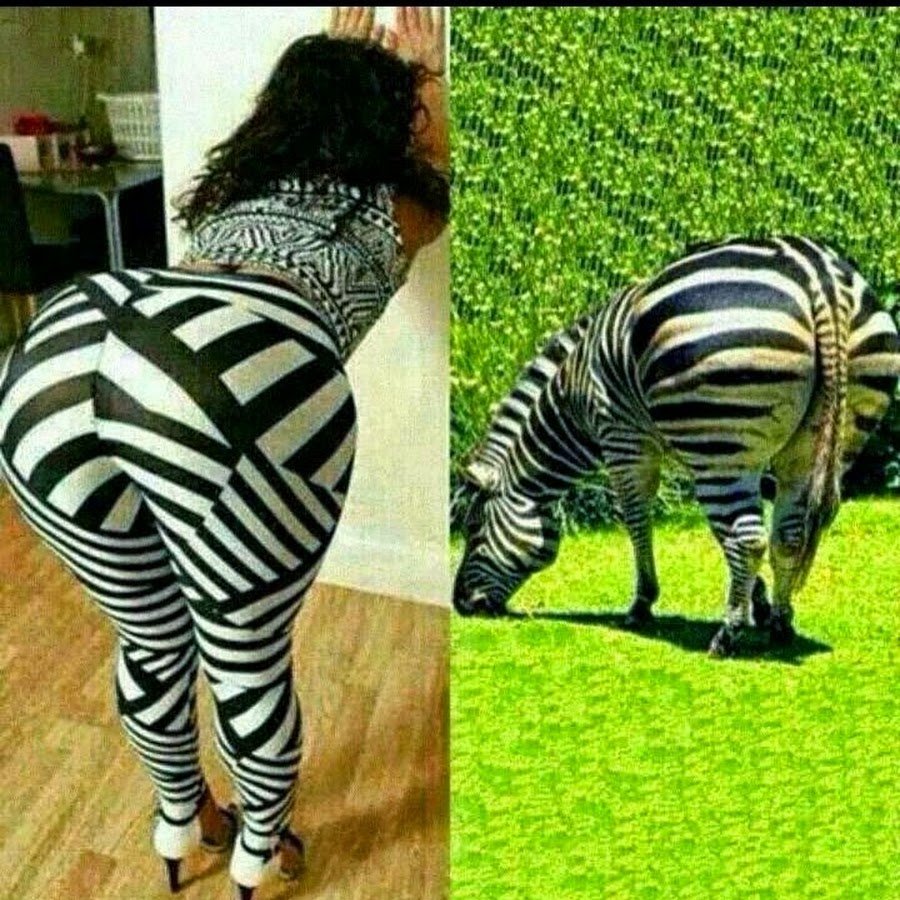 Зебра прикол