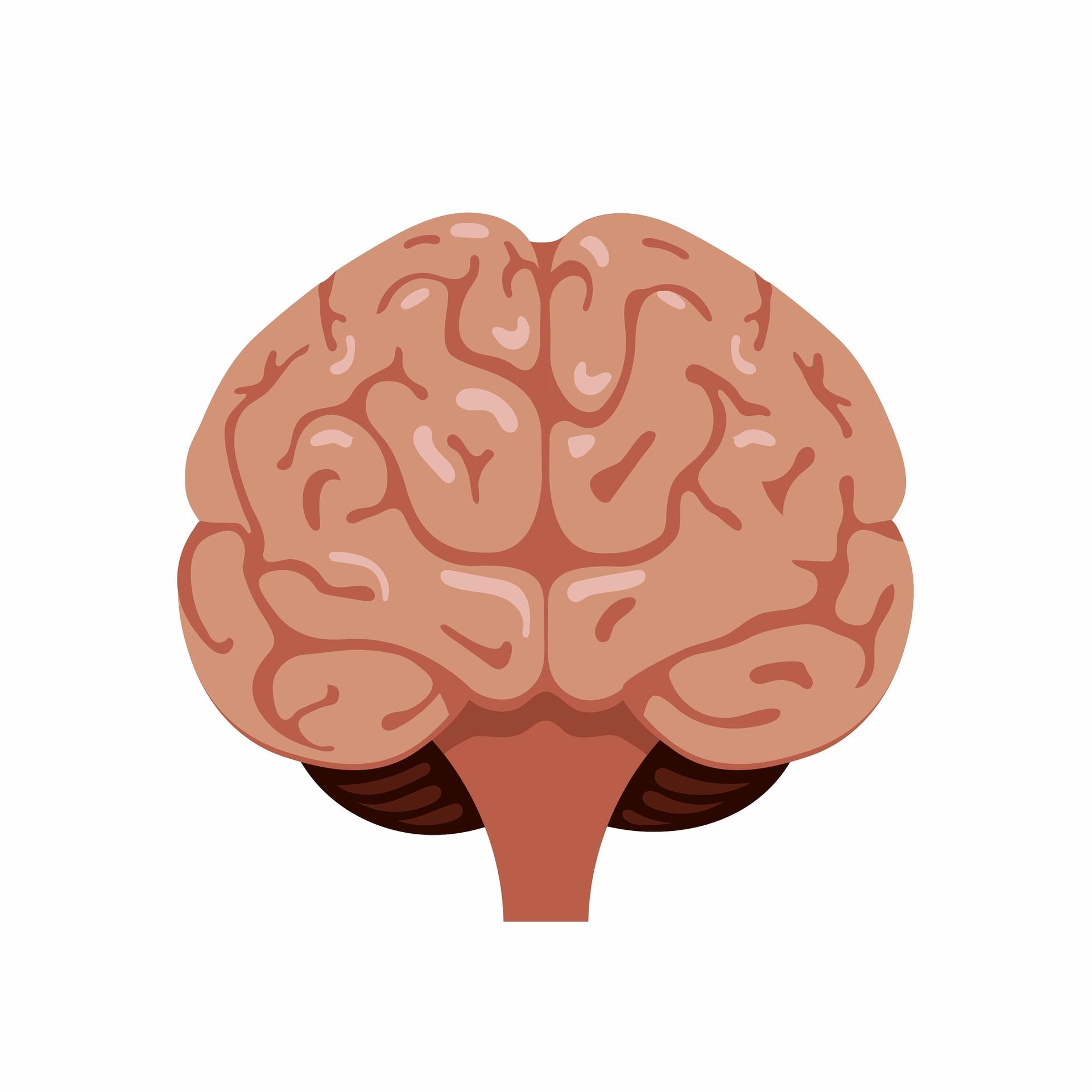 Ковид мозговой туман. Человеческий мозг рисунок. Мозг вид спереди. Мозг прямо.