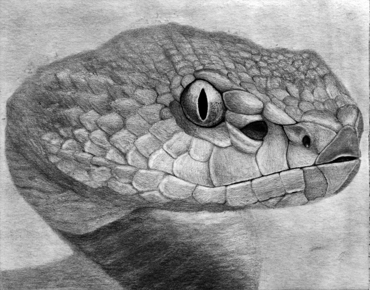 Зарисовки змей