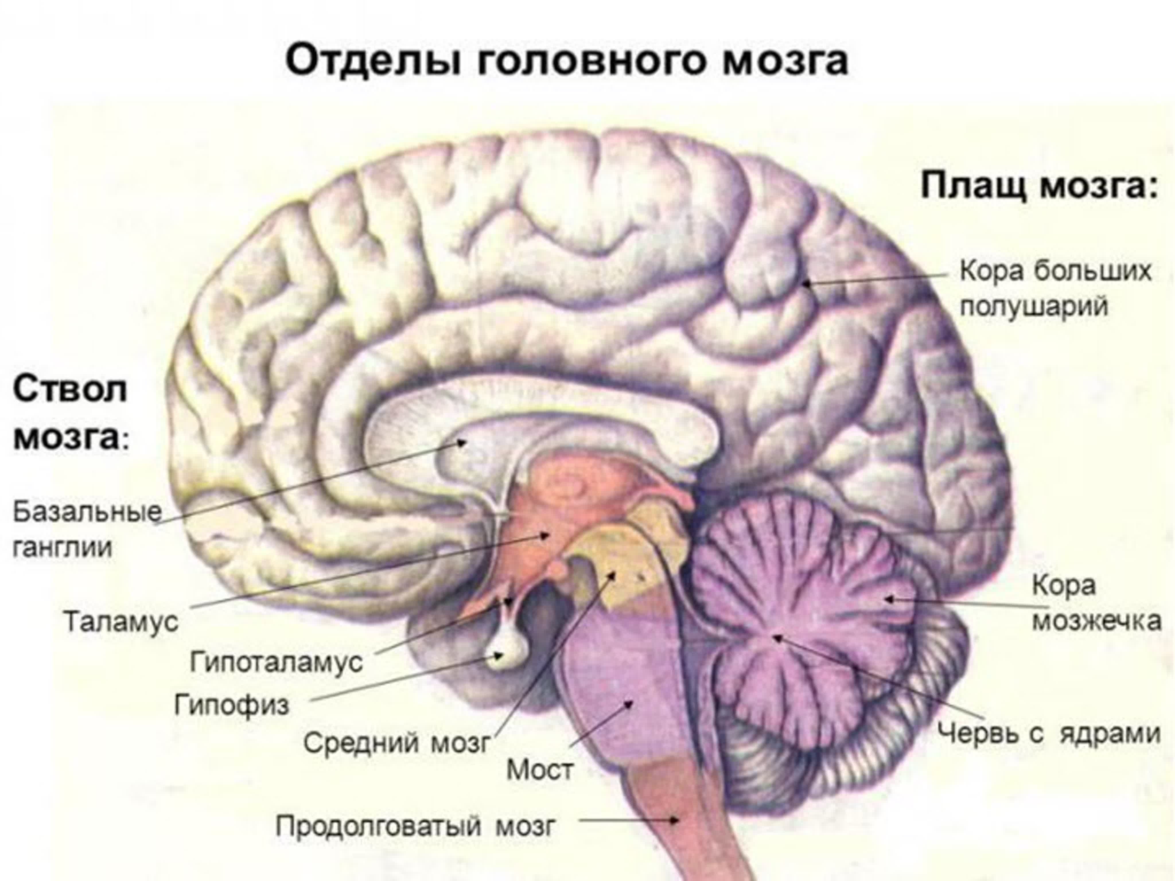 Укажите какой цифрой обозначена часть мозга млекопитающего. Функции отделов головного мозга рисунок. Функции отделов головного мозга анатомия. Отделы головного мозга и основные структуры отделов. Отделы головного мозга.строение больших полушарий.