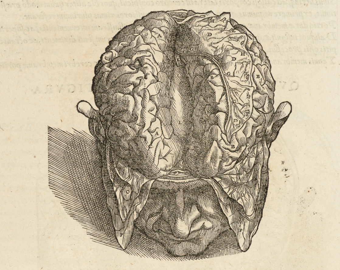 Книга тело мозг. Андреас Везалий о строении человеческого тела. А. Везалия «о строении человеческого тела» (1543).. О строении человеческого мозга Везалий.