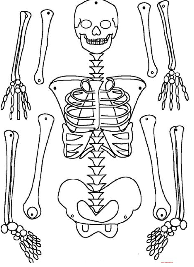Скелет человека. Макет скелета. Скелет человека по частям. Макет скелета на печать.