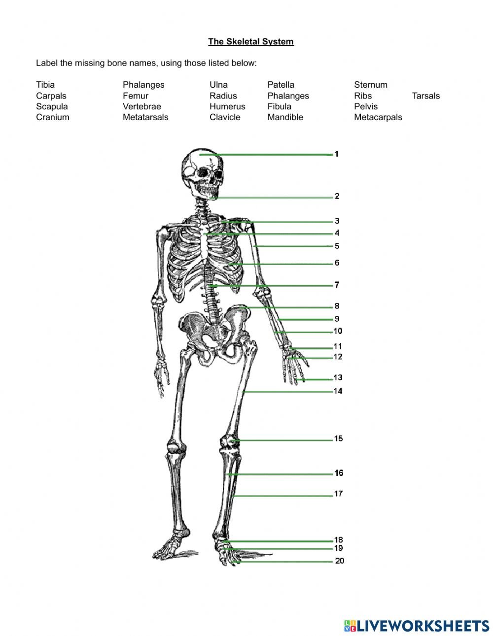 Задания по скелету. Скелет человека без названия костей. Строение скелета человека. Скелет с названиями костей. Скелет человека с подписями.