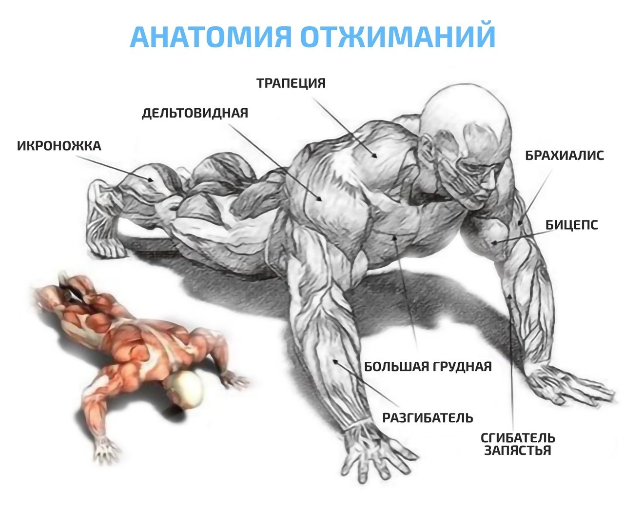 Отжимания на какие группы. Алмазные отжимания мышцы задействованы. Анатомия отжиманий от пола. Отжимания группы мышц. Мышцы задействованные при отжимании на брусьях.