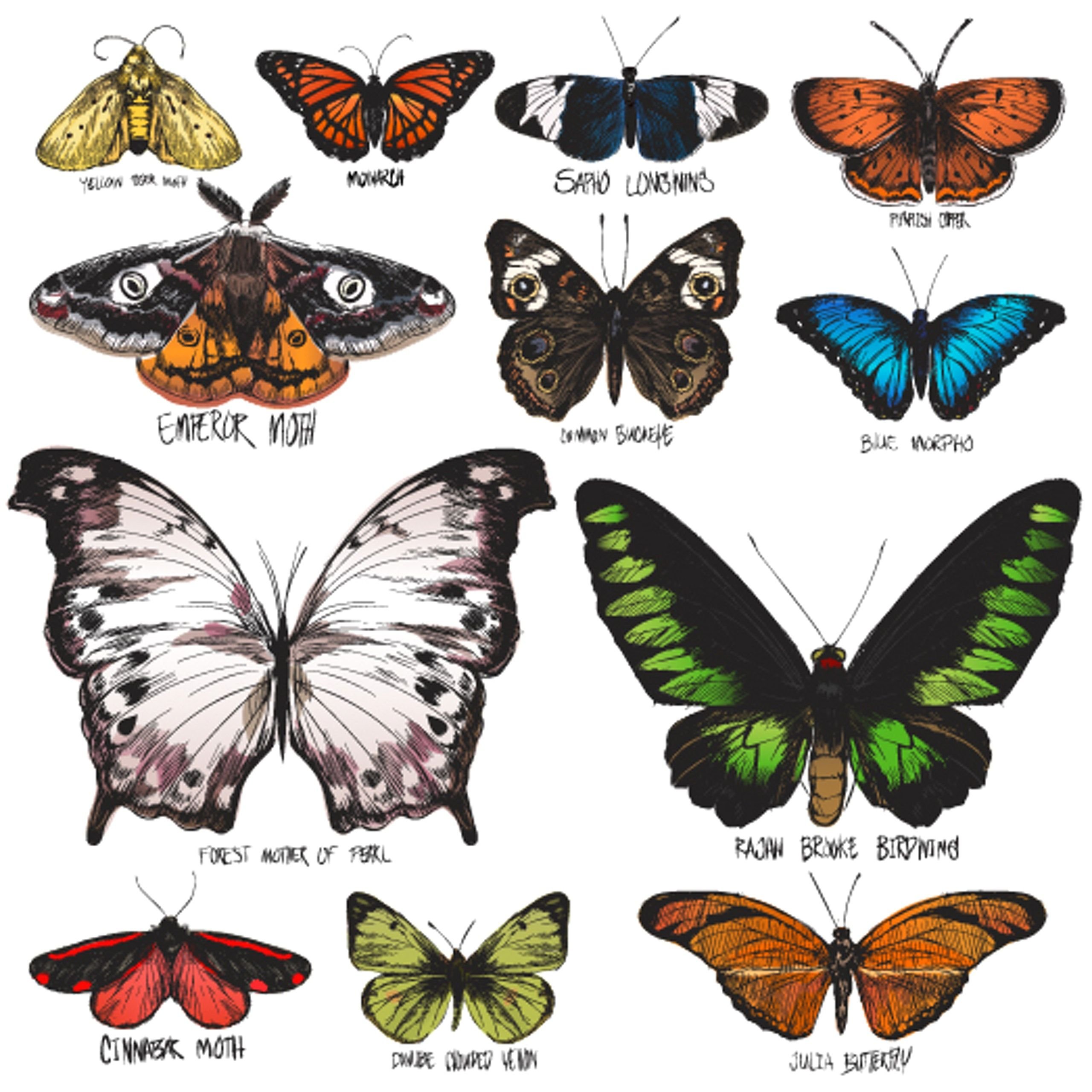 Название рисунков бабочки. Виды бабочек. Разные бабочки. Много видов бабочек. Многообразие бабочек.