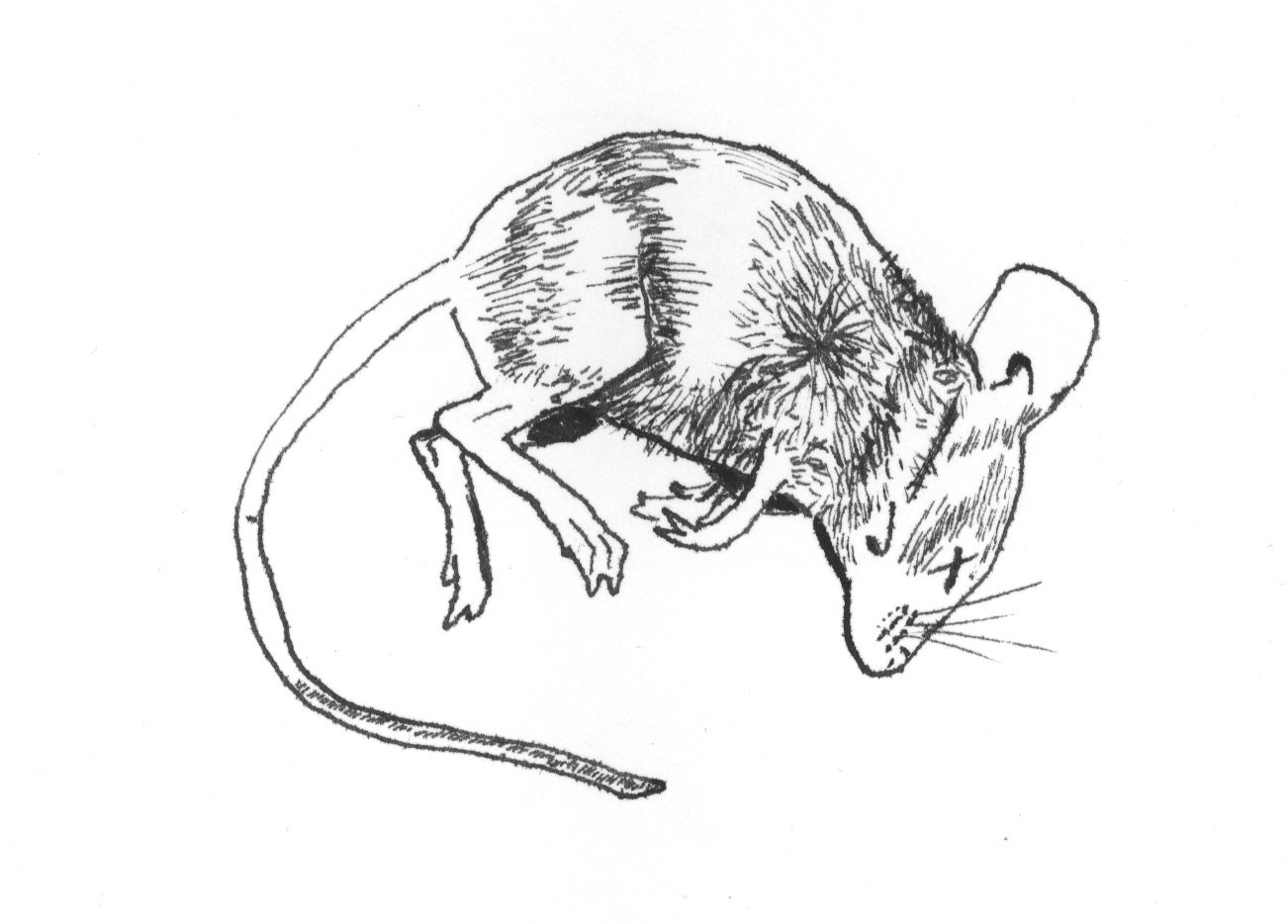 Рис мыши. Крыса рисунок. Нарисовать крысу. Мышь карандашом. Мышь набросок.