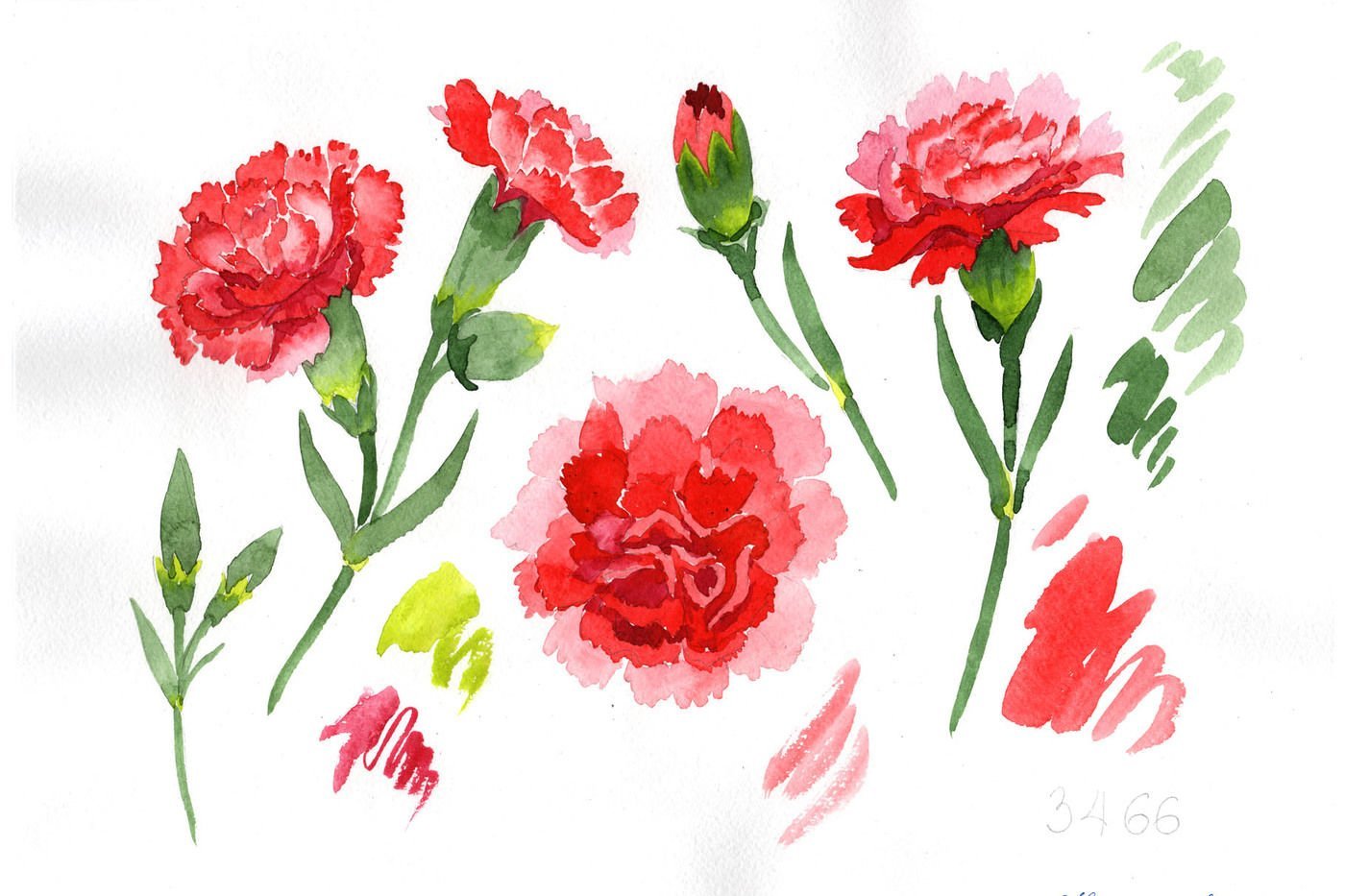 Цветы на 9 мая рисунок