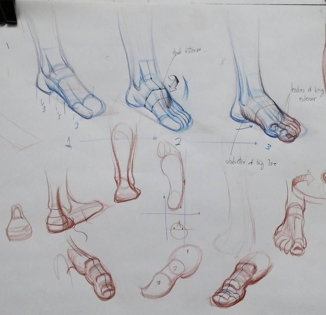 Ступня анатомия. Анатомия стопы для художников. Ступни анатомия для художников. Анатомические зарисовки стопы ног. Наброски ног.