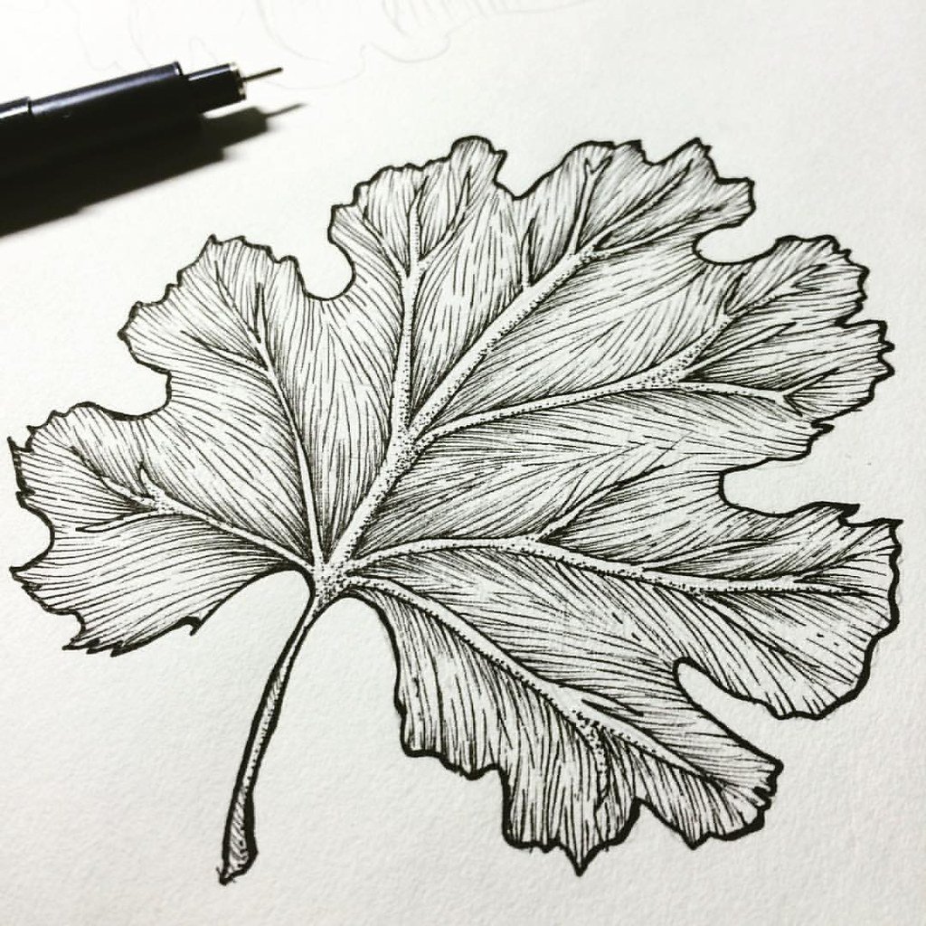 Картинка лист карандашом. Листья карандашом. Листья скетч. Красивые листья карандашом. Зарисовки листьев.