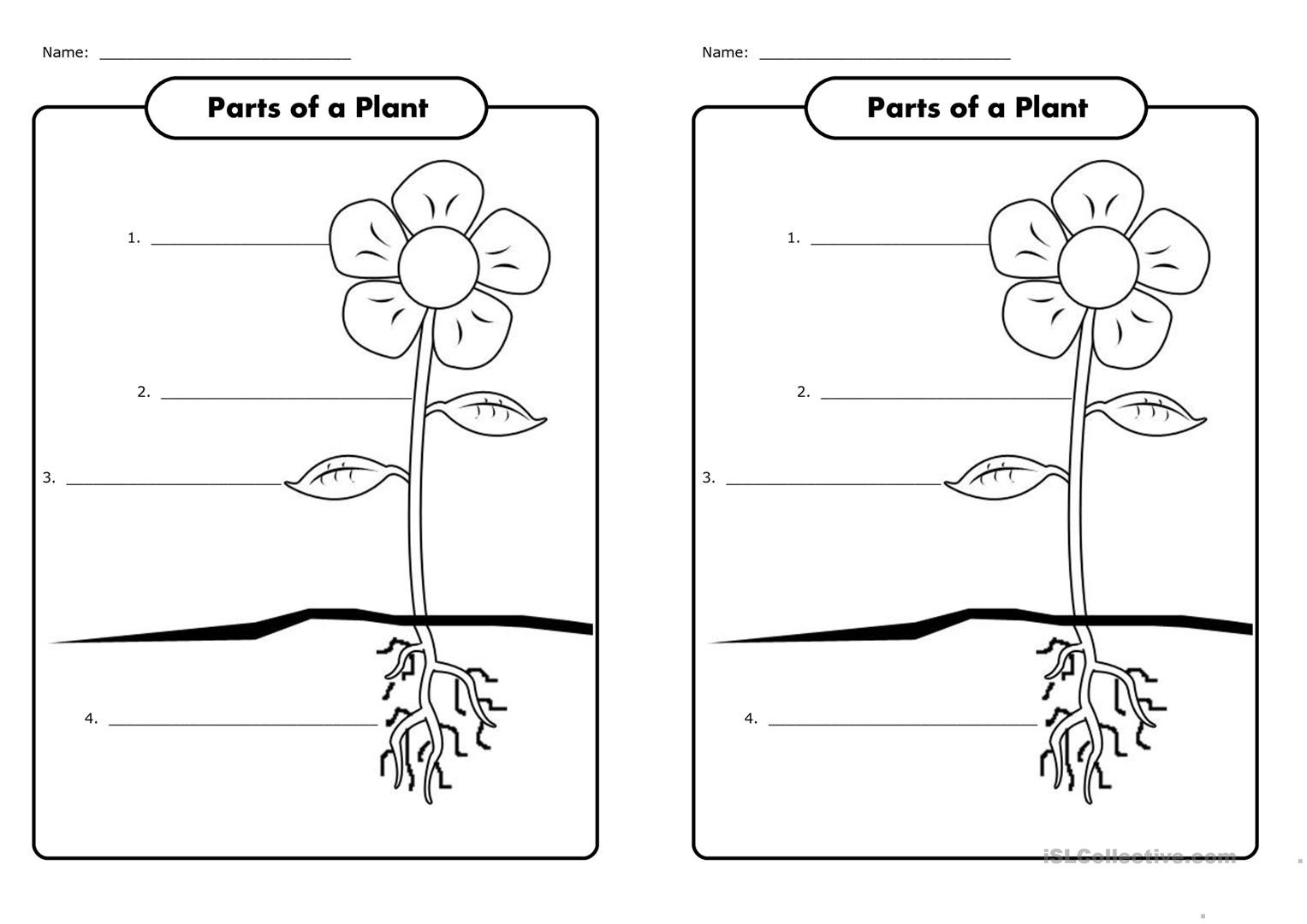 Plants task. Раскраска части растений для дошкольников. Части растения. Части растений картинки. Части растений задания.