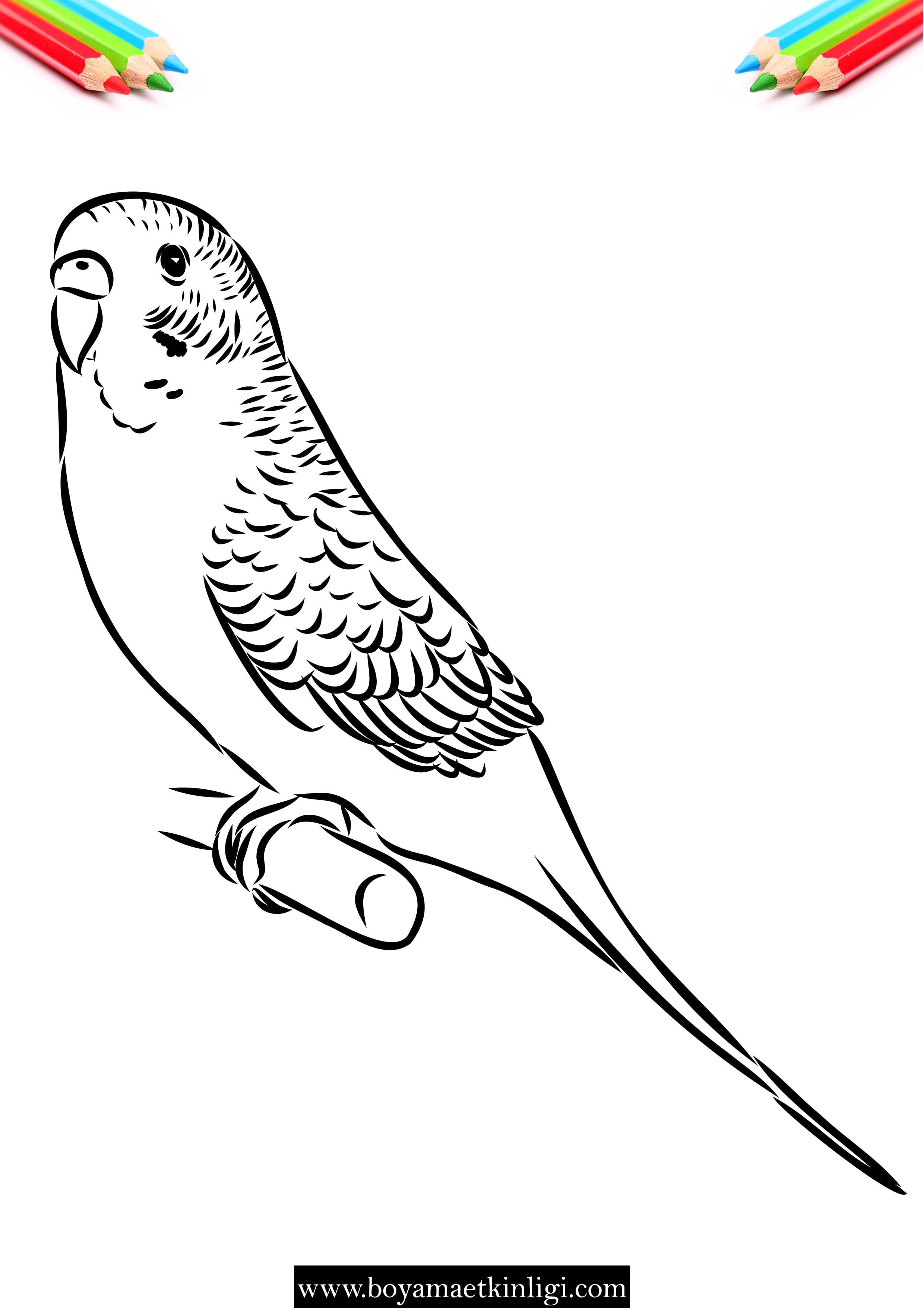 Как нарисовать волнистого попугая карандашами и красками поэтапно