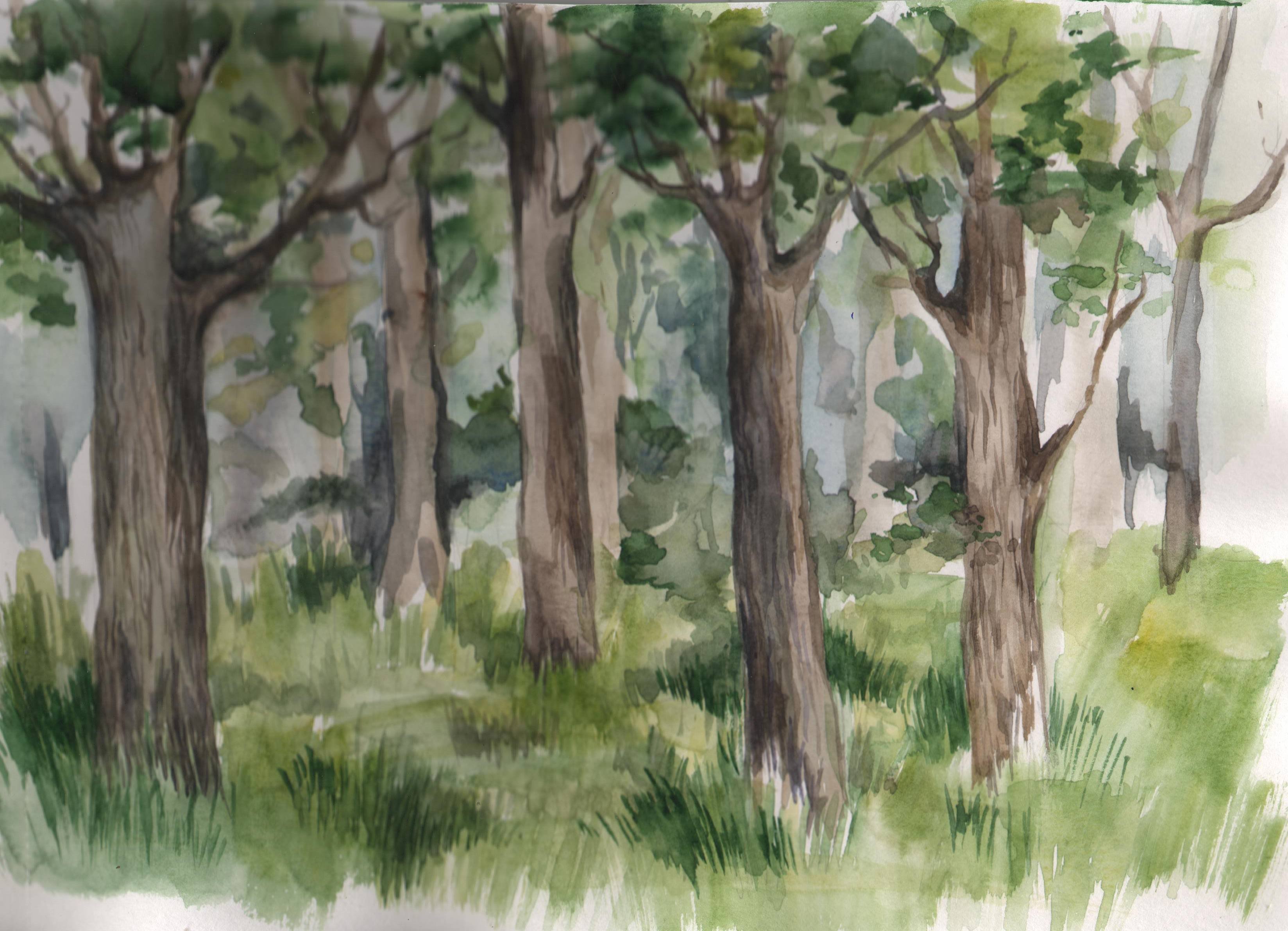Лесная красота рисунок. Лес рисунок. Лес карандашом. Срисовать лес. Рисование для детей лес.