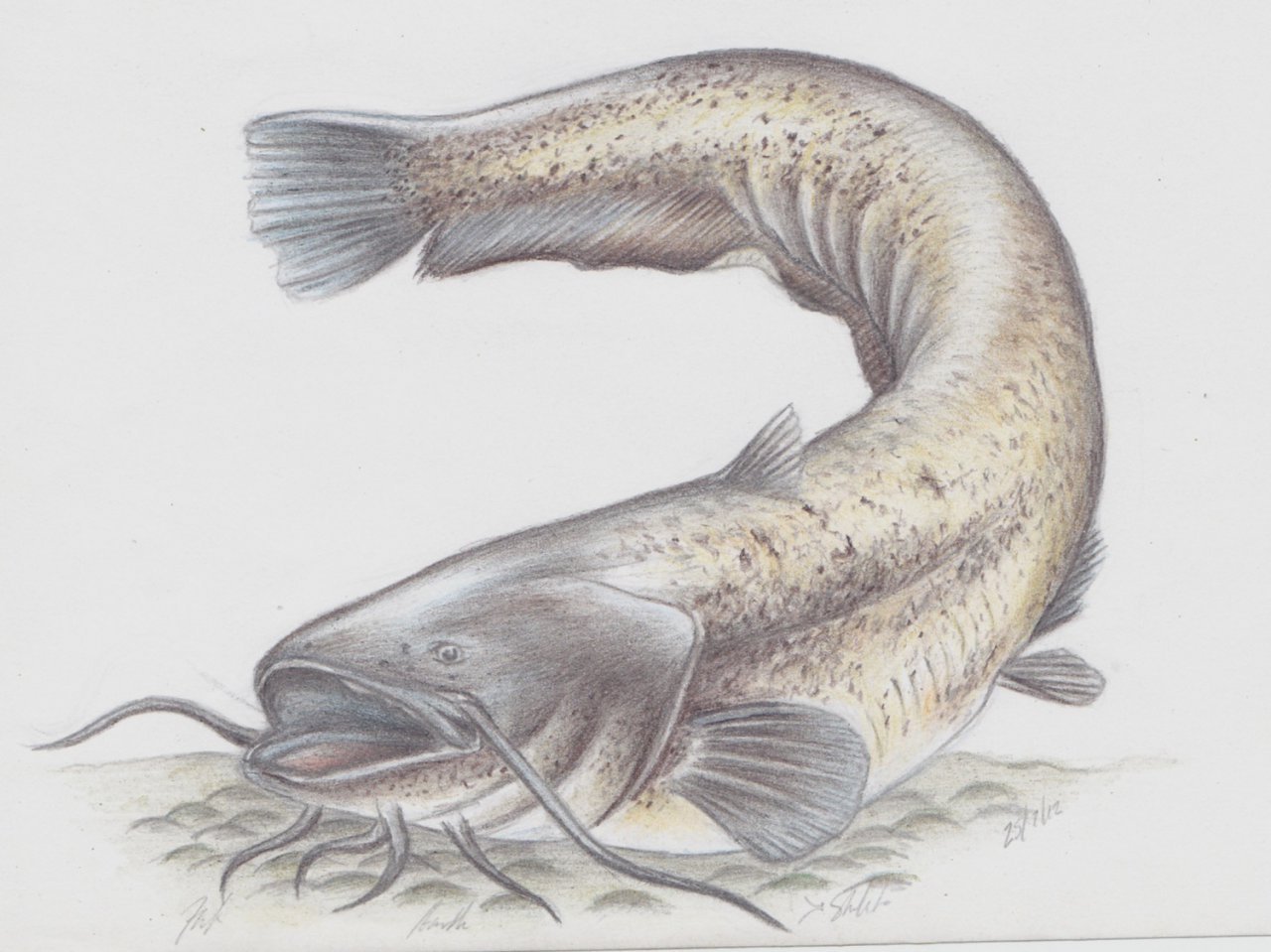 Рисунок сома - 65 фото